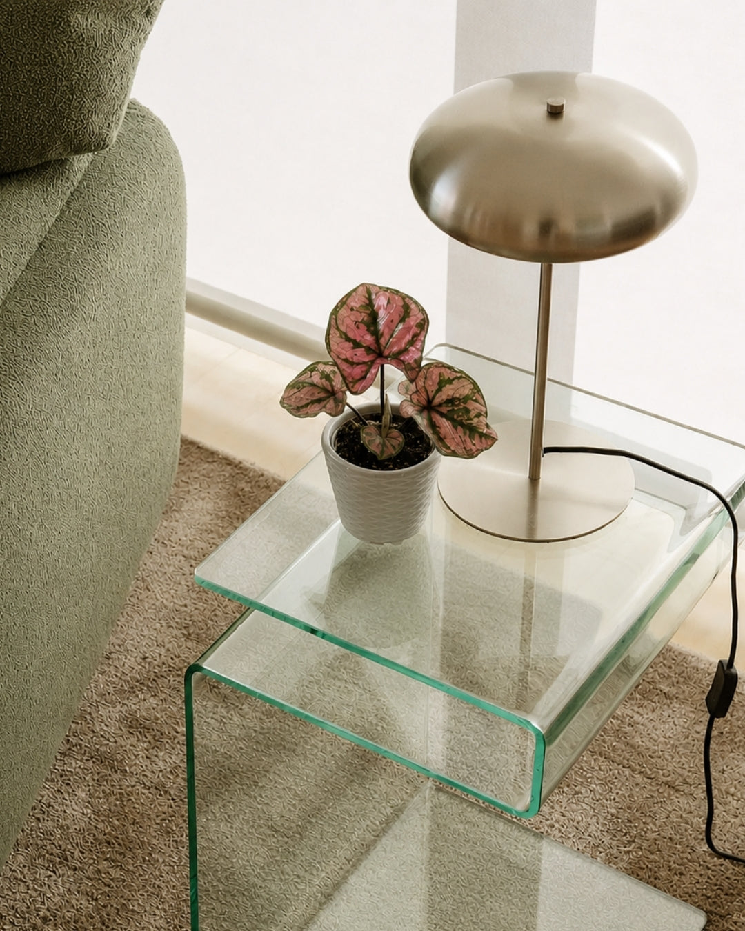 Caladium Purple Light Mini