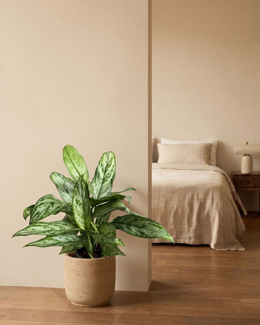 Aglaonema Silver Queen M