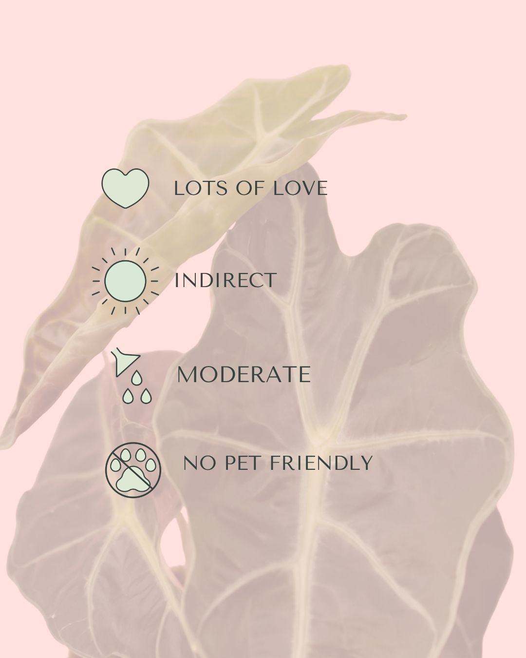 Alocasia Amazónica Mini care