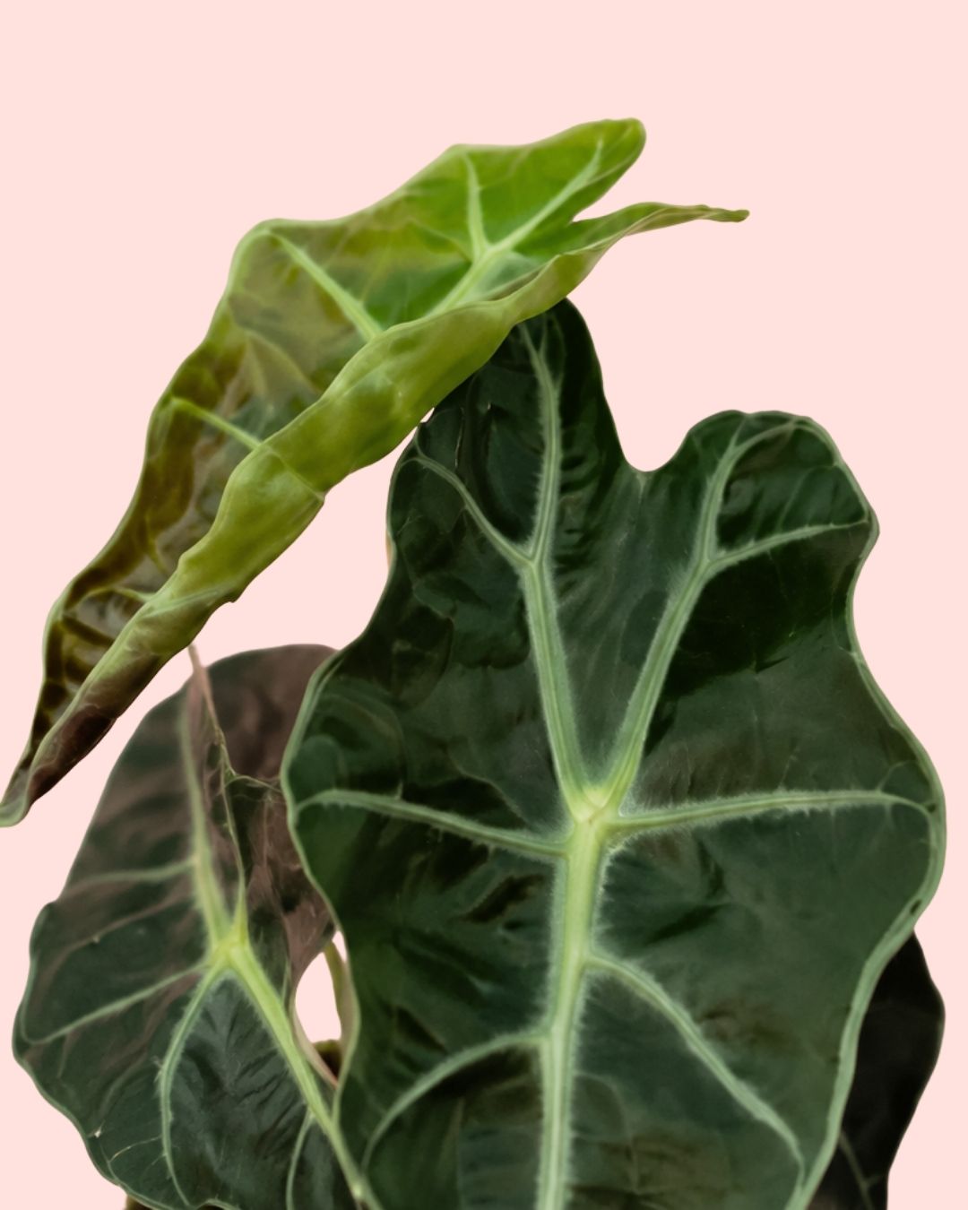 Alocasia Amazónica Mini detail