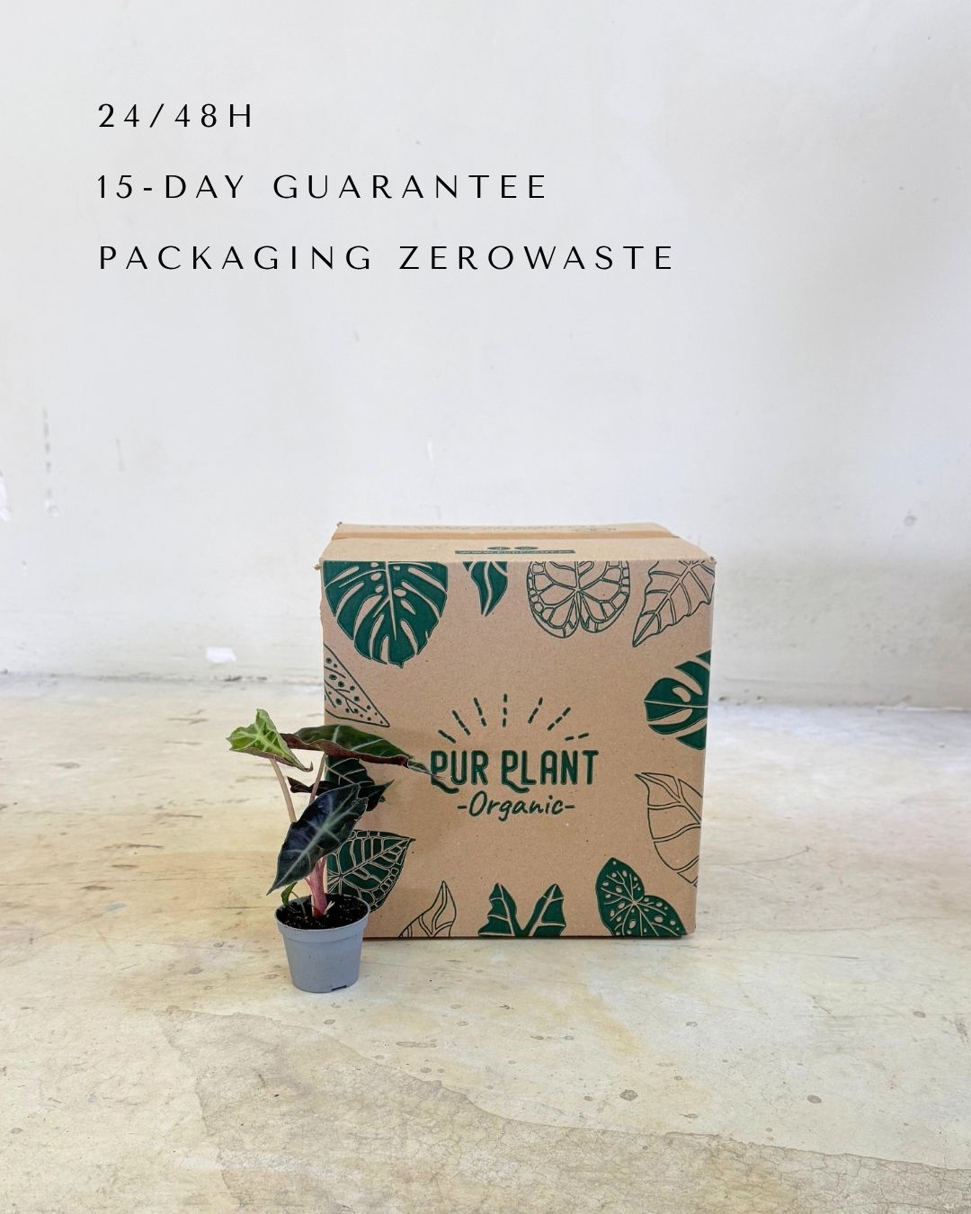 Alocasia Amazónica Mini packaging