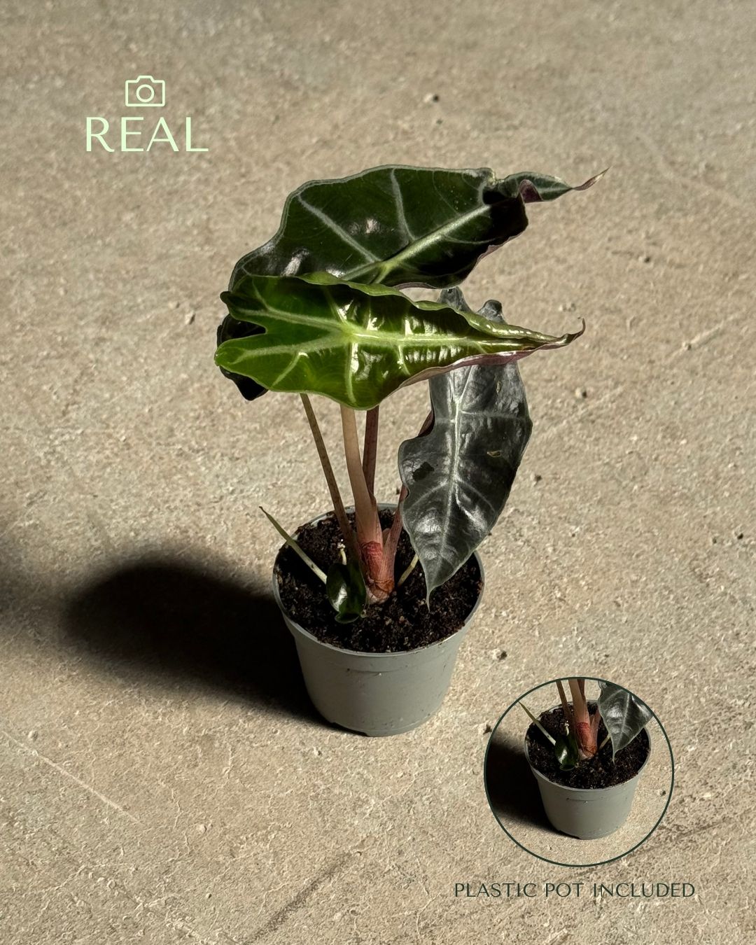 Alocasia Amazónica Mini real