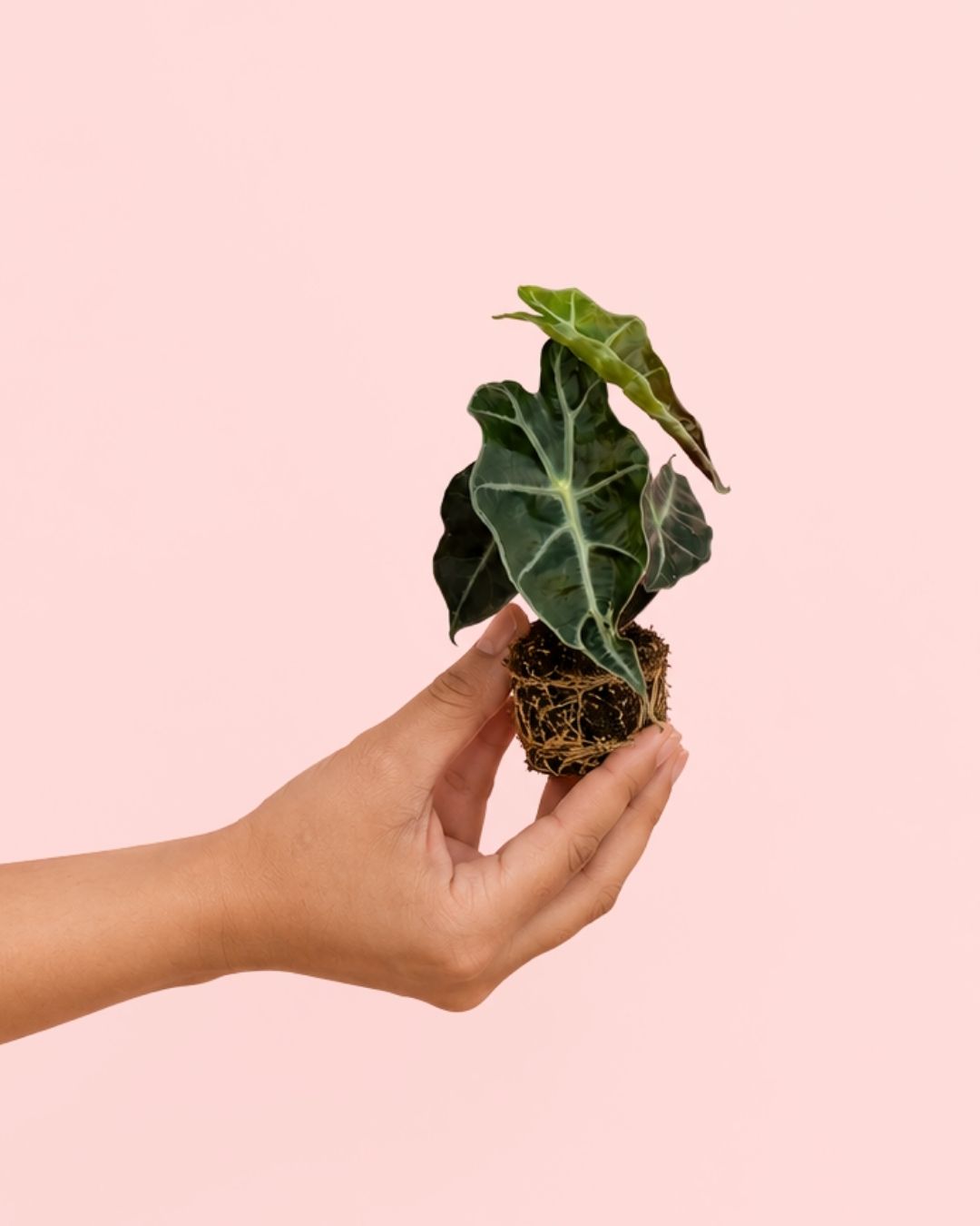 Alocasia Amazónica Polly Mini