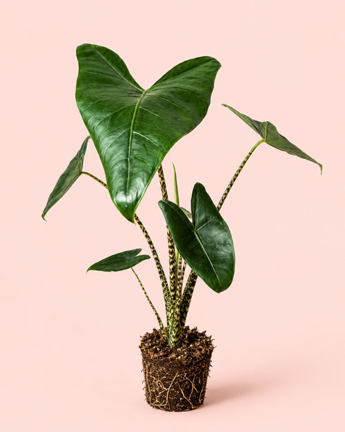 Alocasia Zebrina M