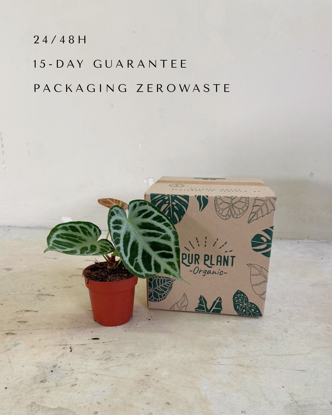 Anthurium Silver Blush packaging