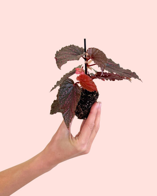 Begónia Rex Pink Spot Mini