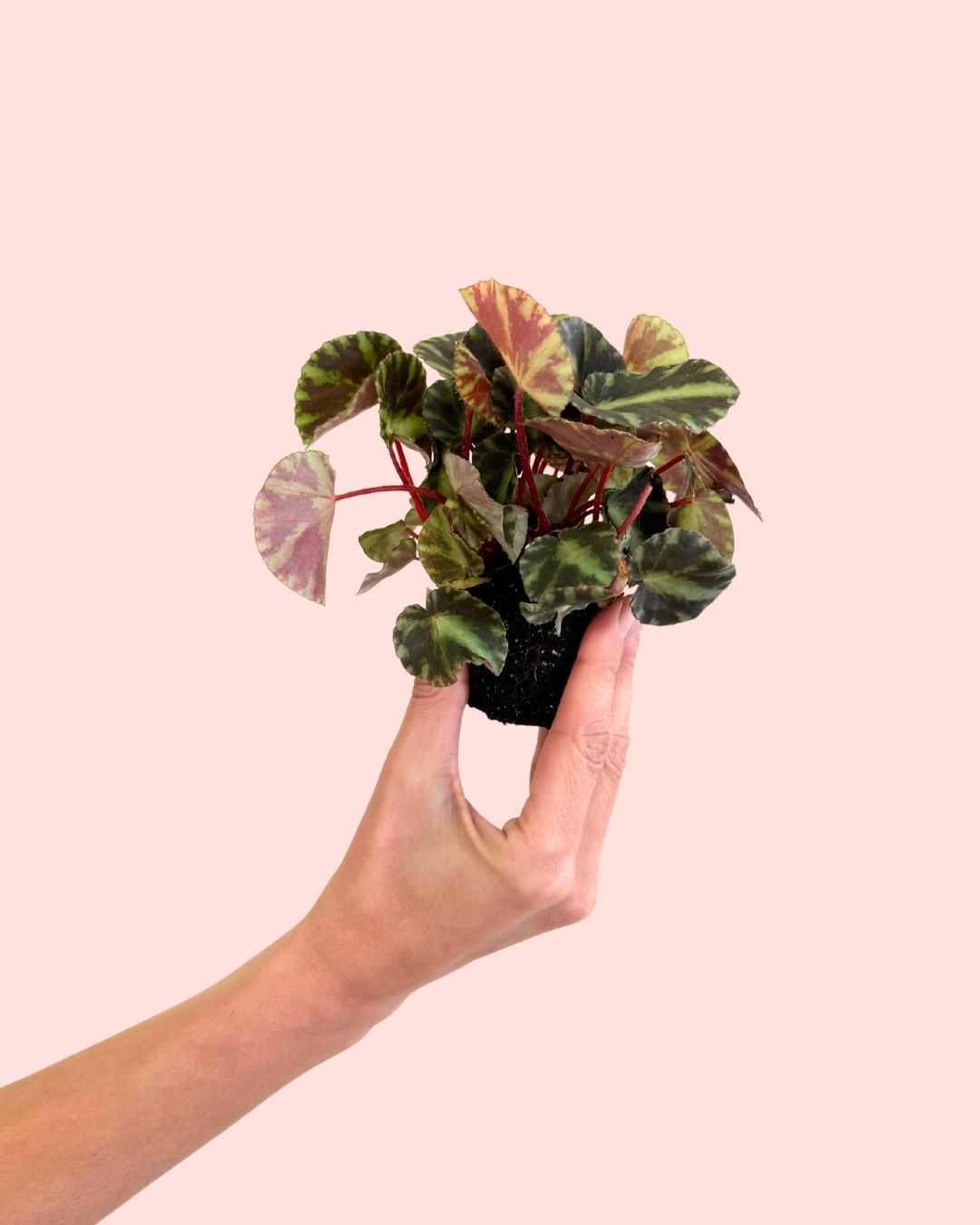 Begonia Rex Frog Cleopatrae Mini 2