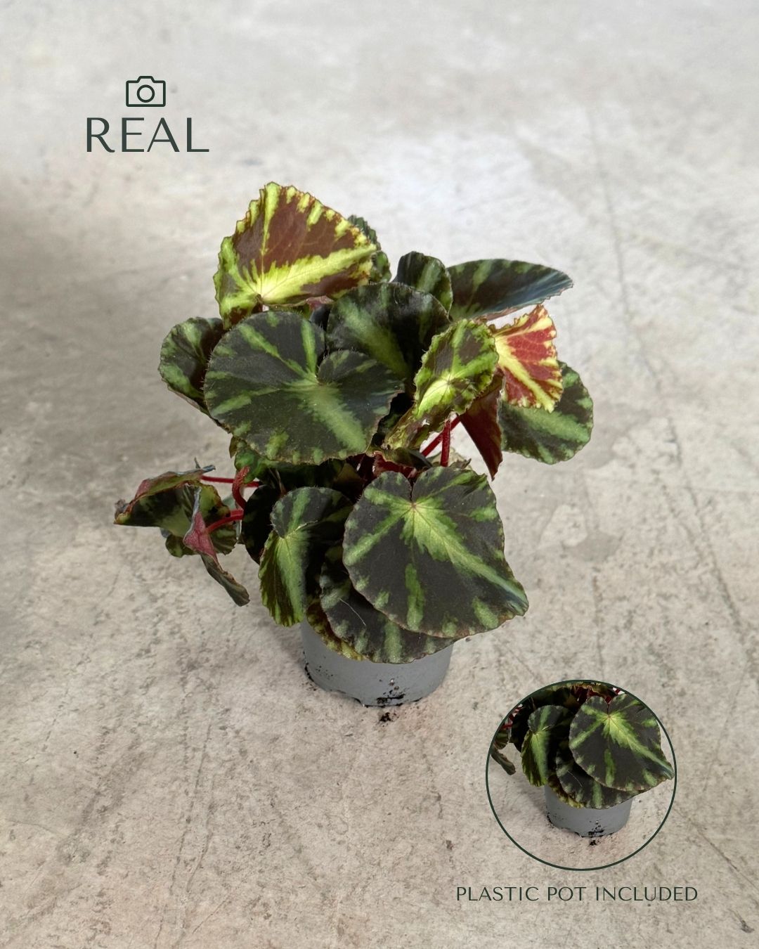 Begonia Rex Frog Cleopatrae Mini real