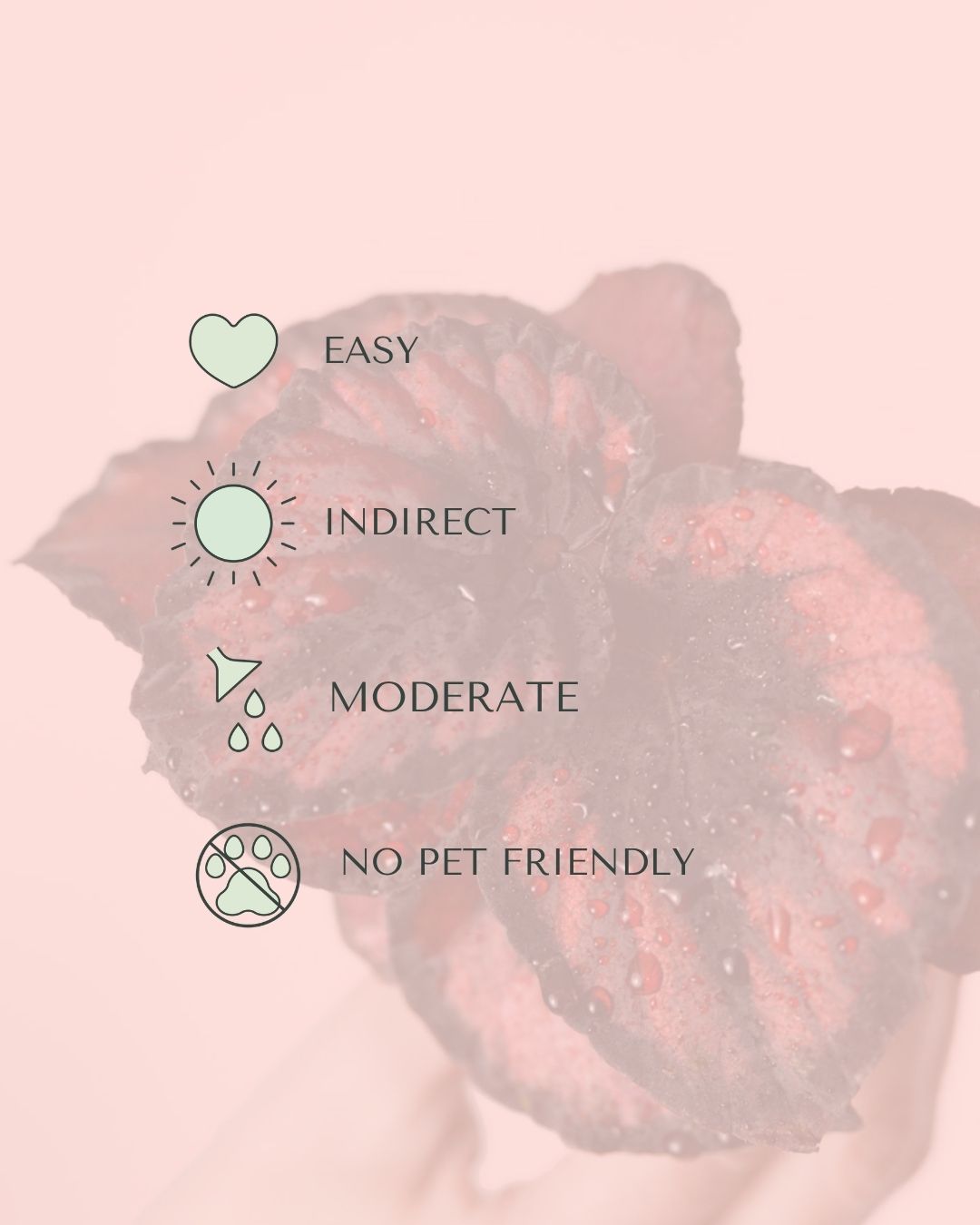 Begonia Rex Red Kiss Mini care