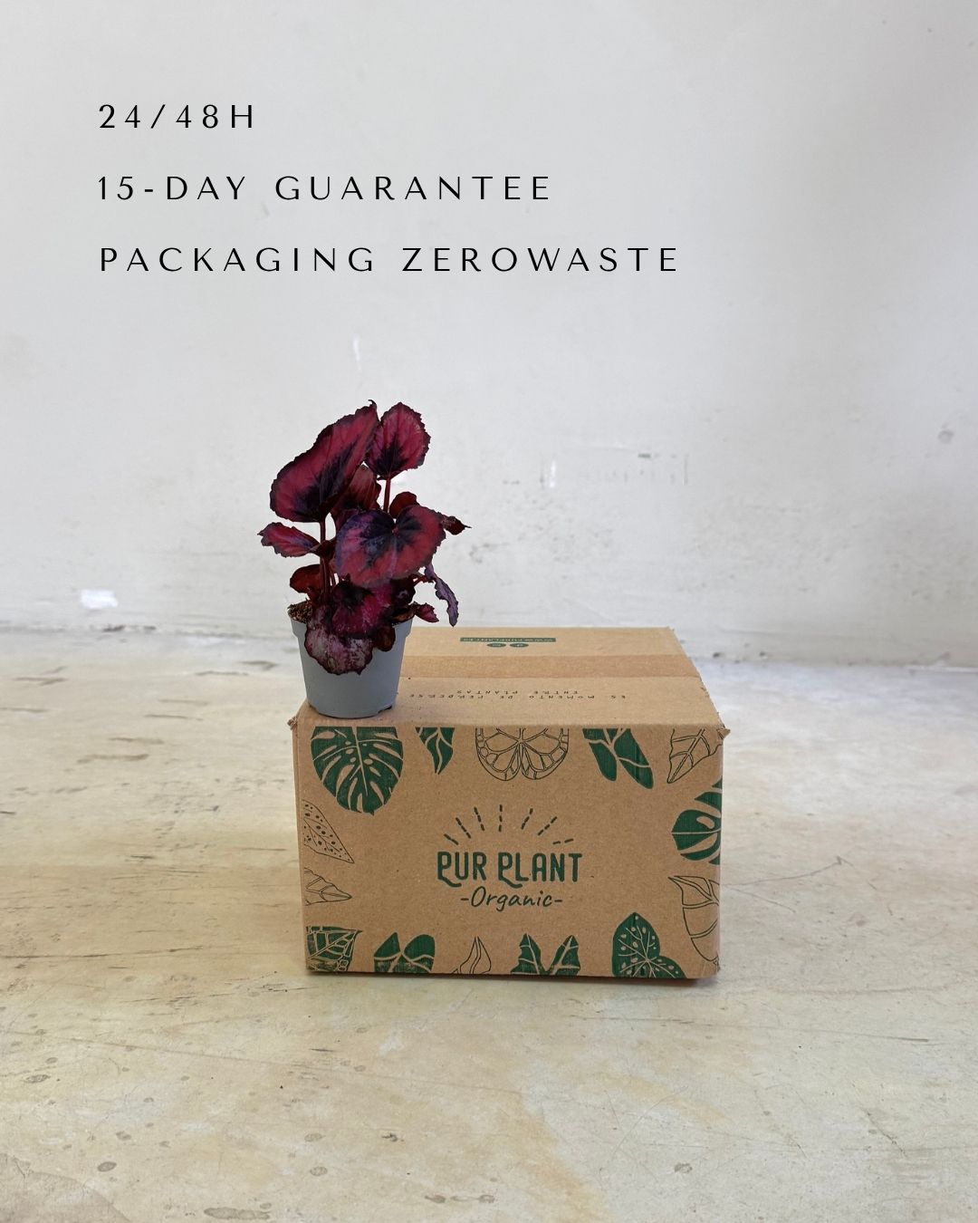 Begonia Rex Red Kiss Mini packaging