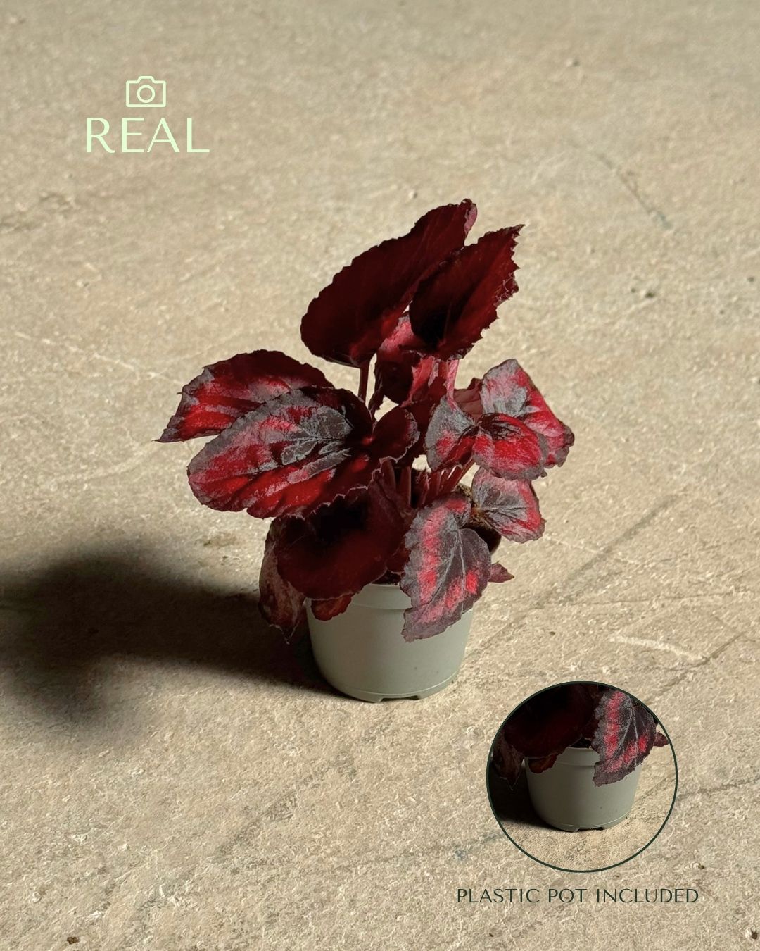 Begonia Rex Red Kiss Mini real