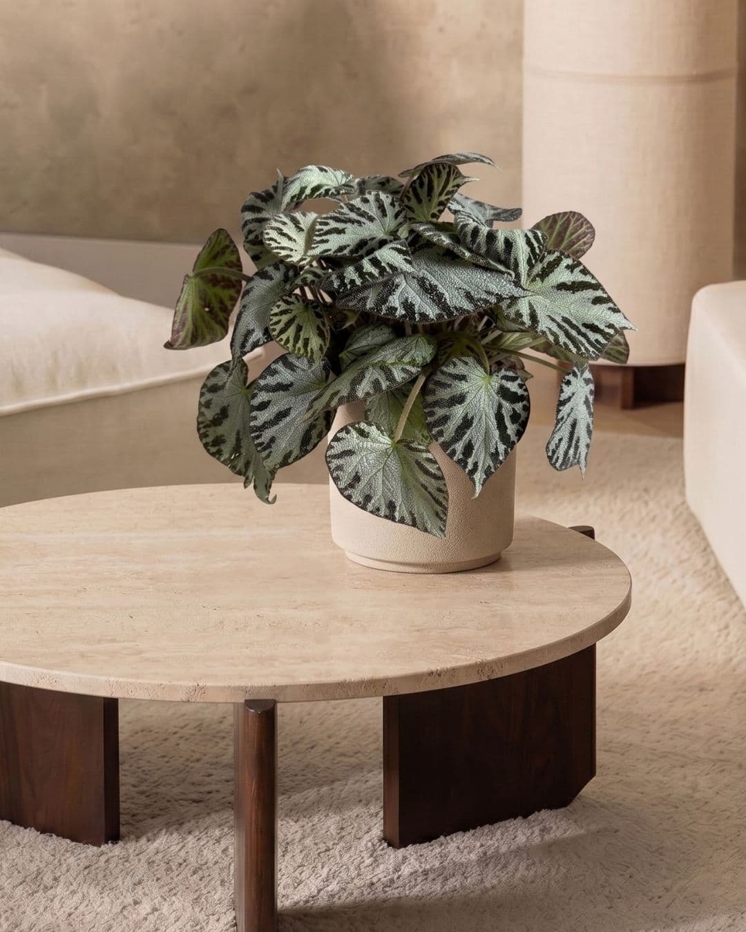 Begonia_Silver_Jewel_M_context