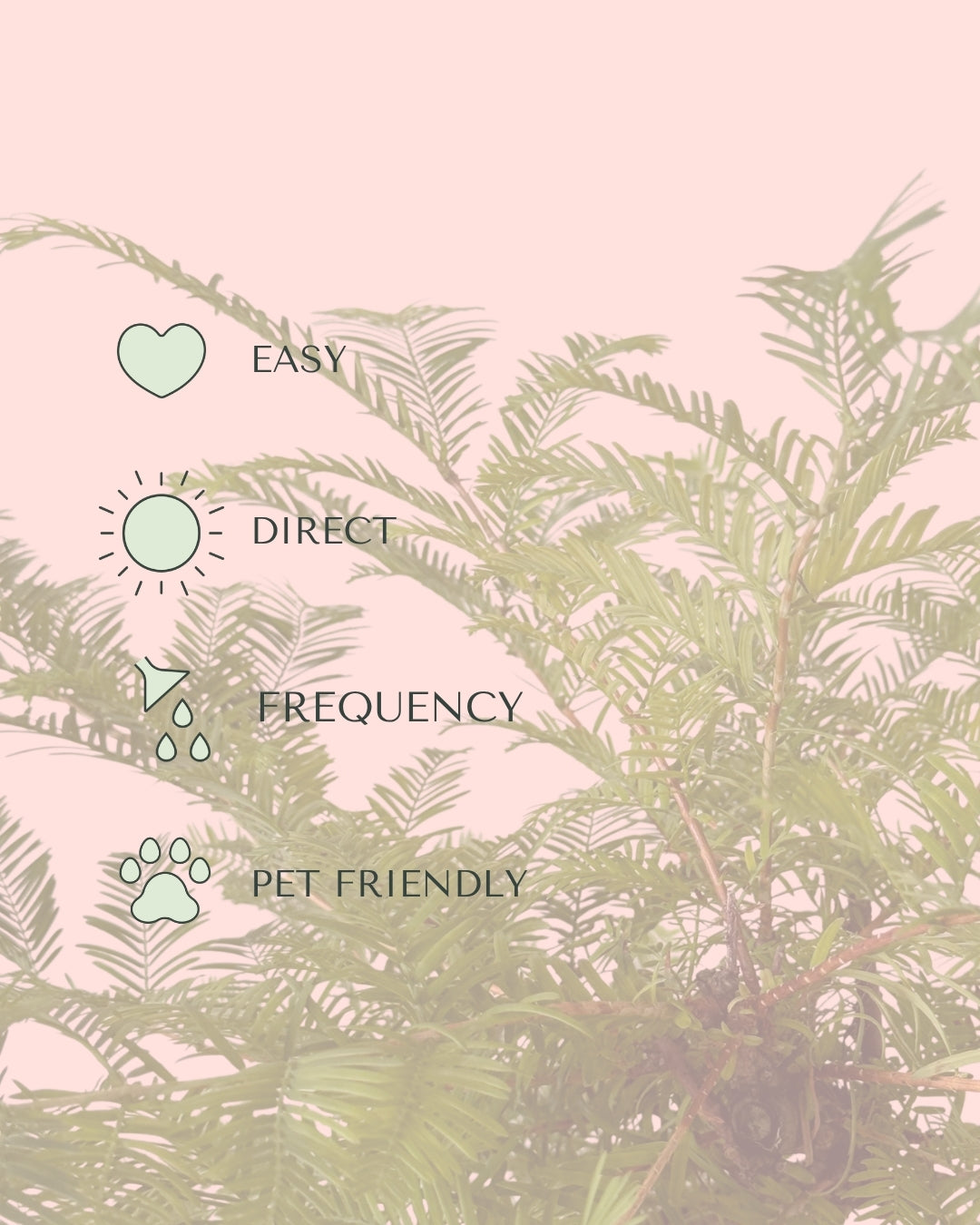 Bonsai Metasequoia care