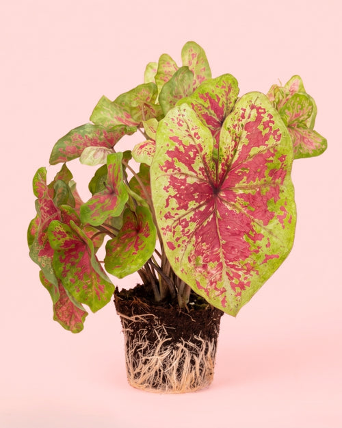 Caladium Miss Muffet M