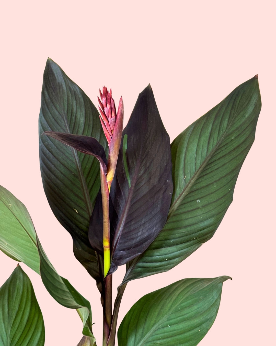 Canna Indica L detail 2