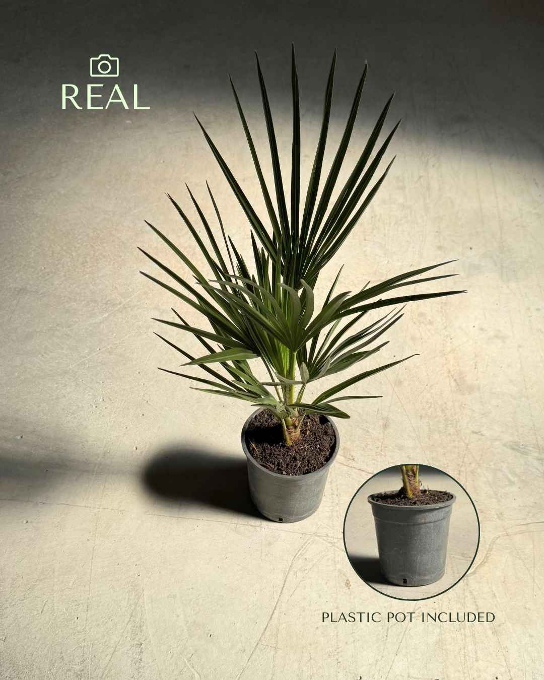 Chamaerops-humilis-real