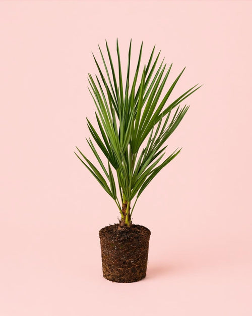 Chamaerops-humilisi_2