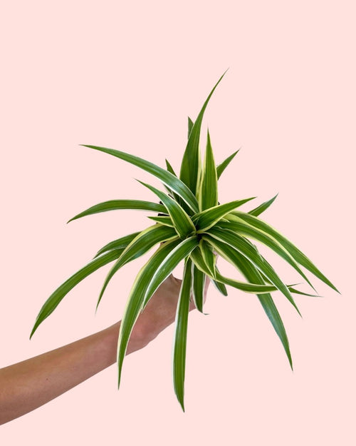 Fita - Chlorophytum Mini