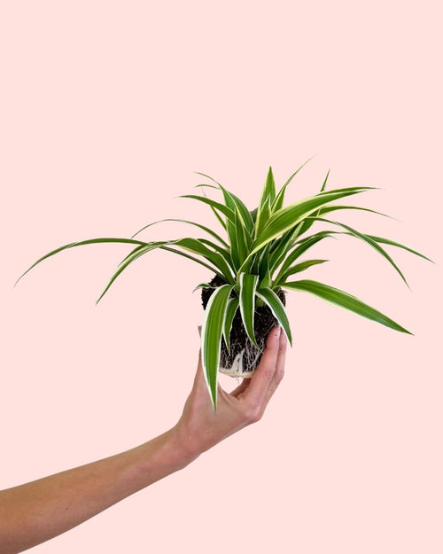 Fita - Chlorophytum Mini
