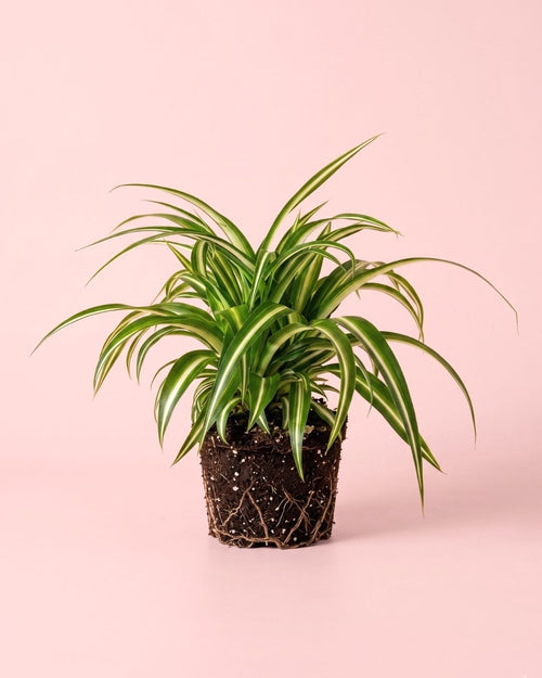 Planta-aranha - Chlorophytum M