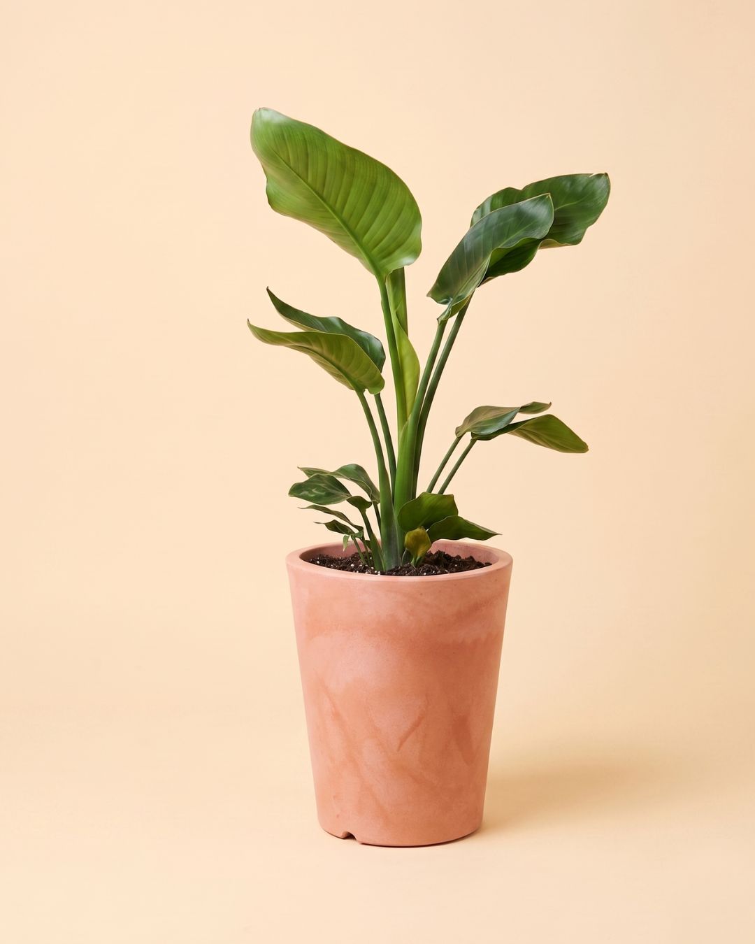 Cubo - Floreira Terracota XL 33 cm