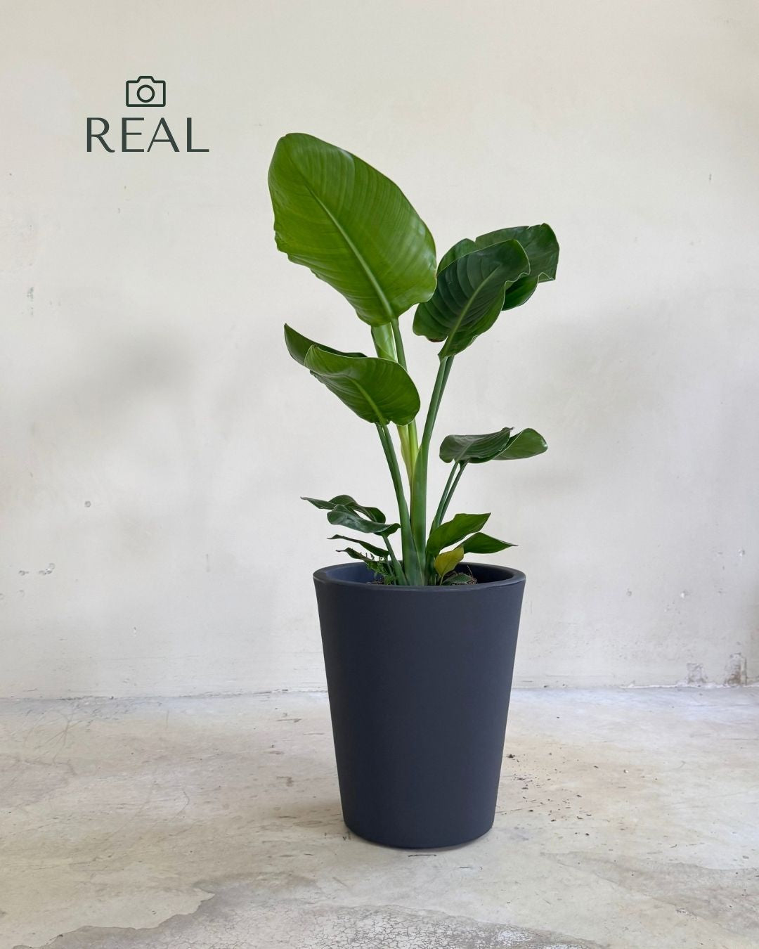 Cubo - Floreira Antracite XL 33 cm