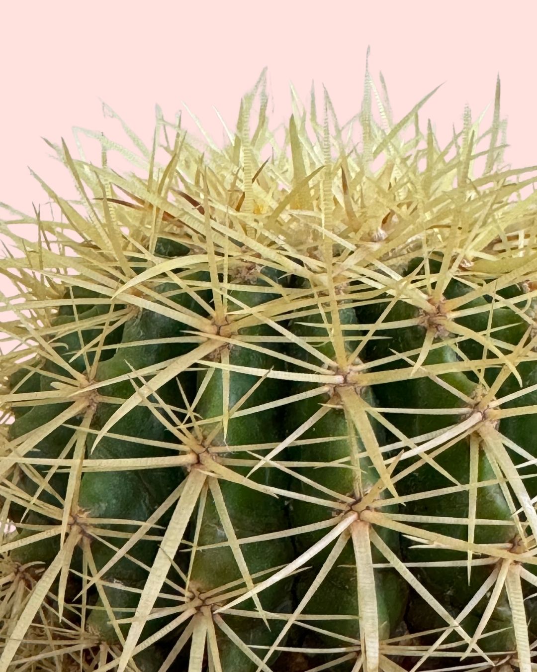 Cactus Asiento de Suegra