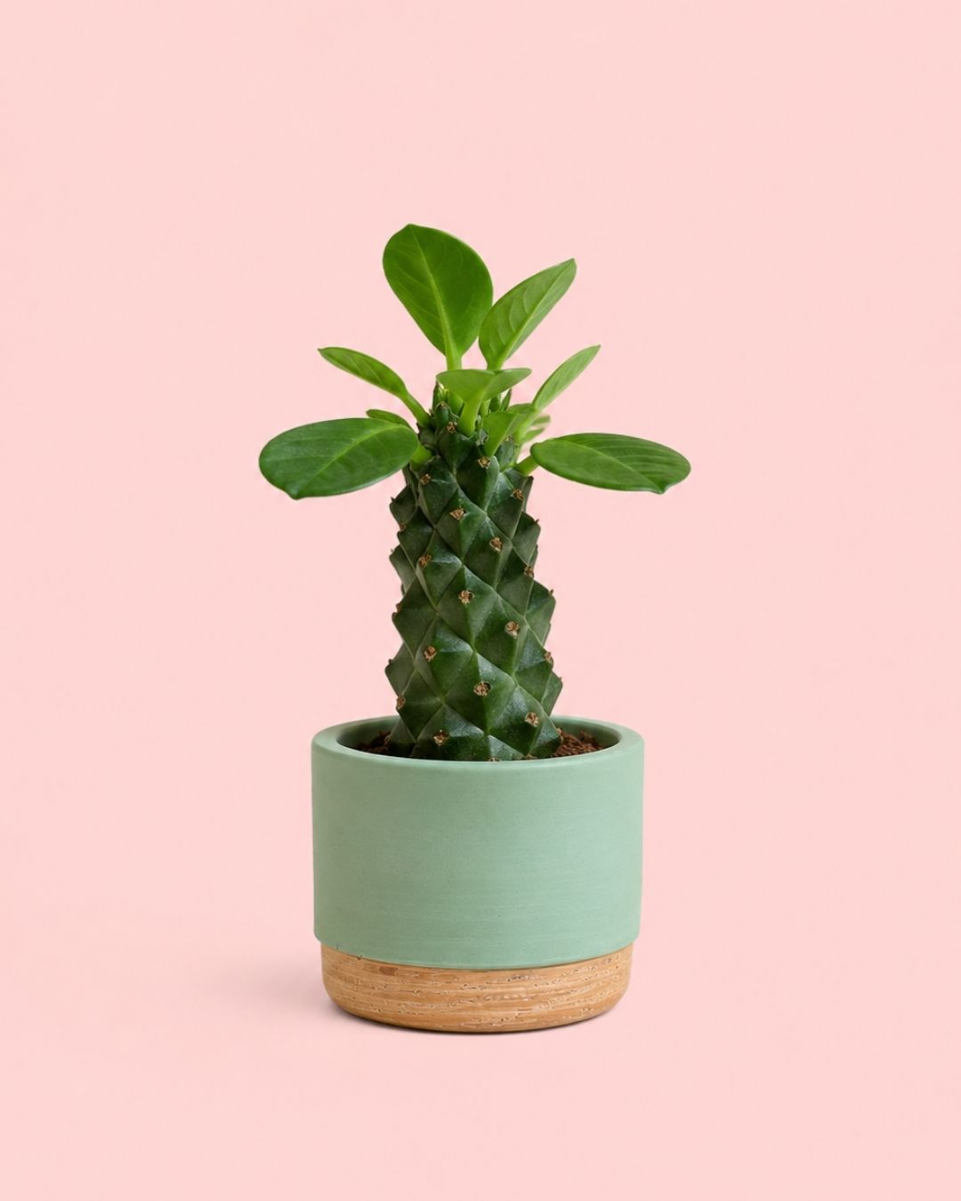 Euphorbia-Monadenium-maceta-2