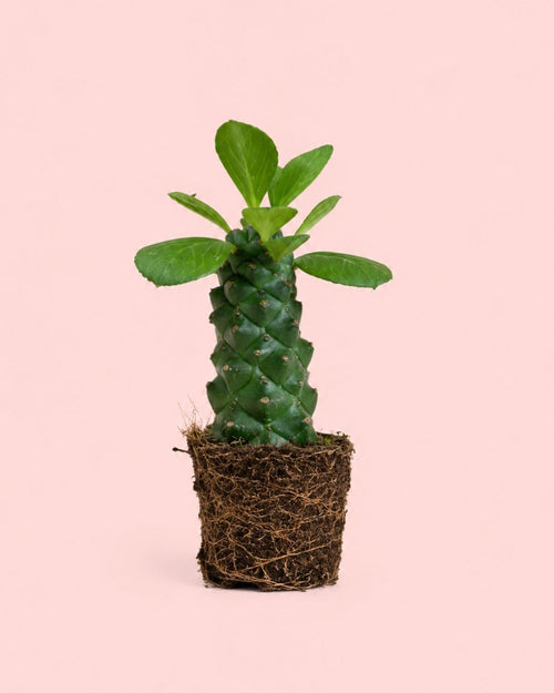 Euphorbia-Monadenium