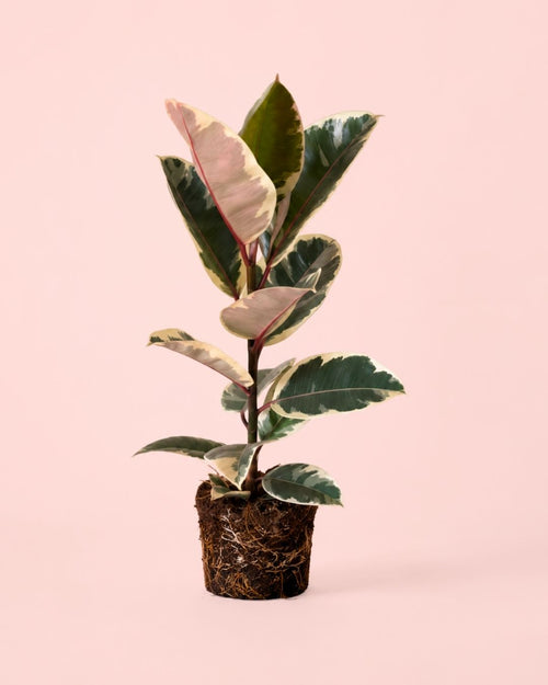 Planta Ficus Tineke en maceta tamaño grande.