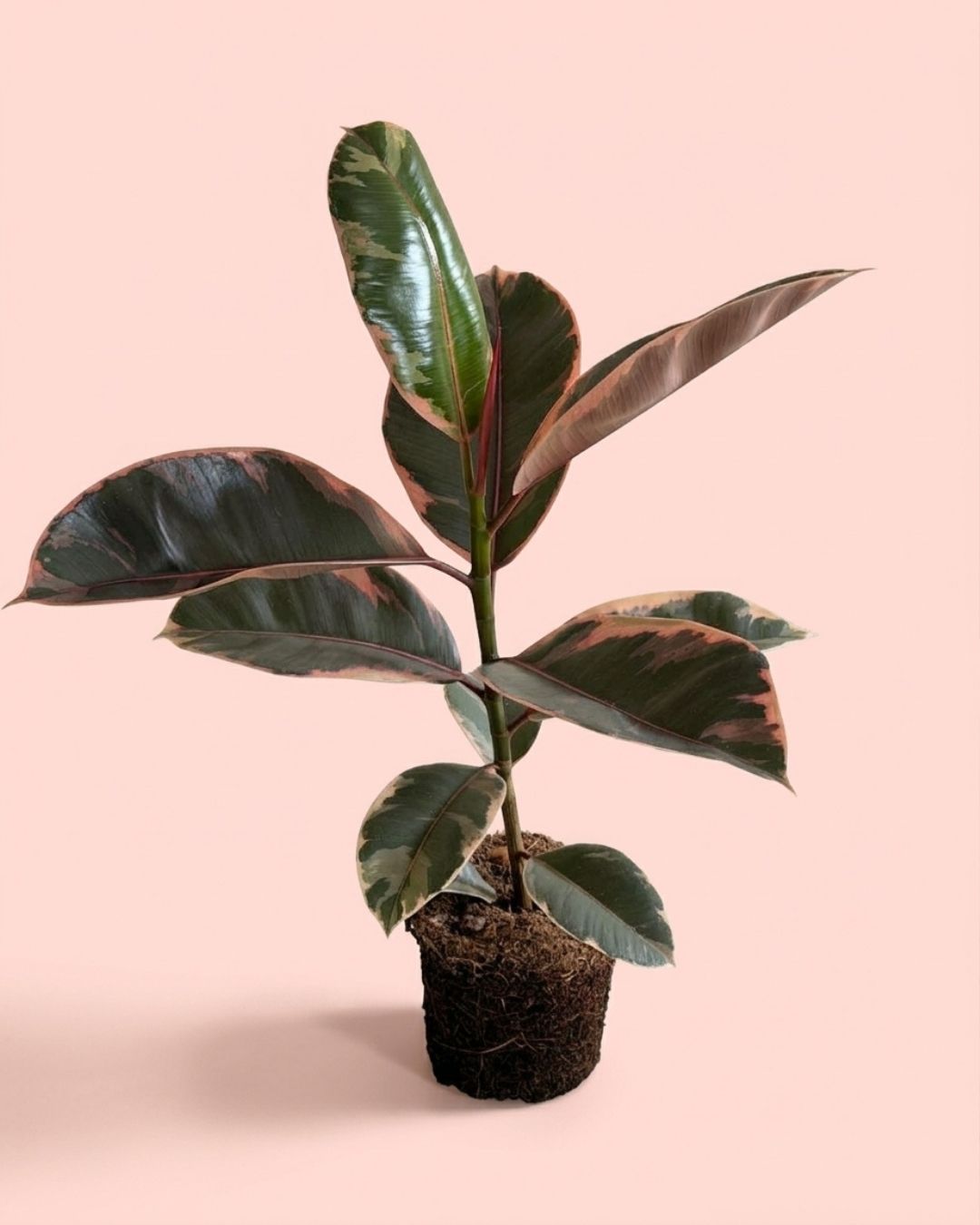Ficus Elástica Belize M, árbol del caucho variegado de interior de Pur Plant