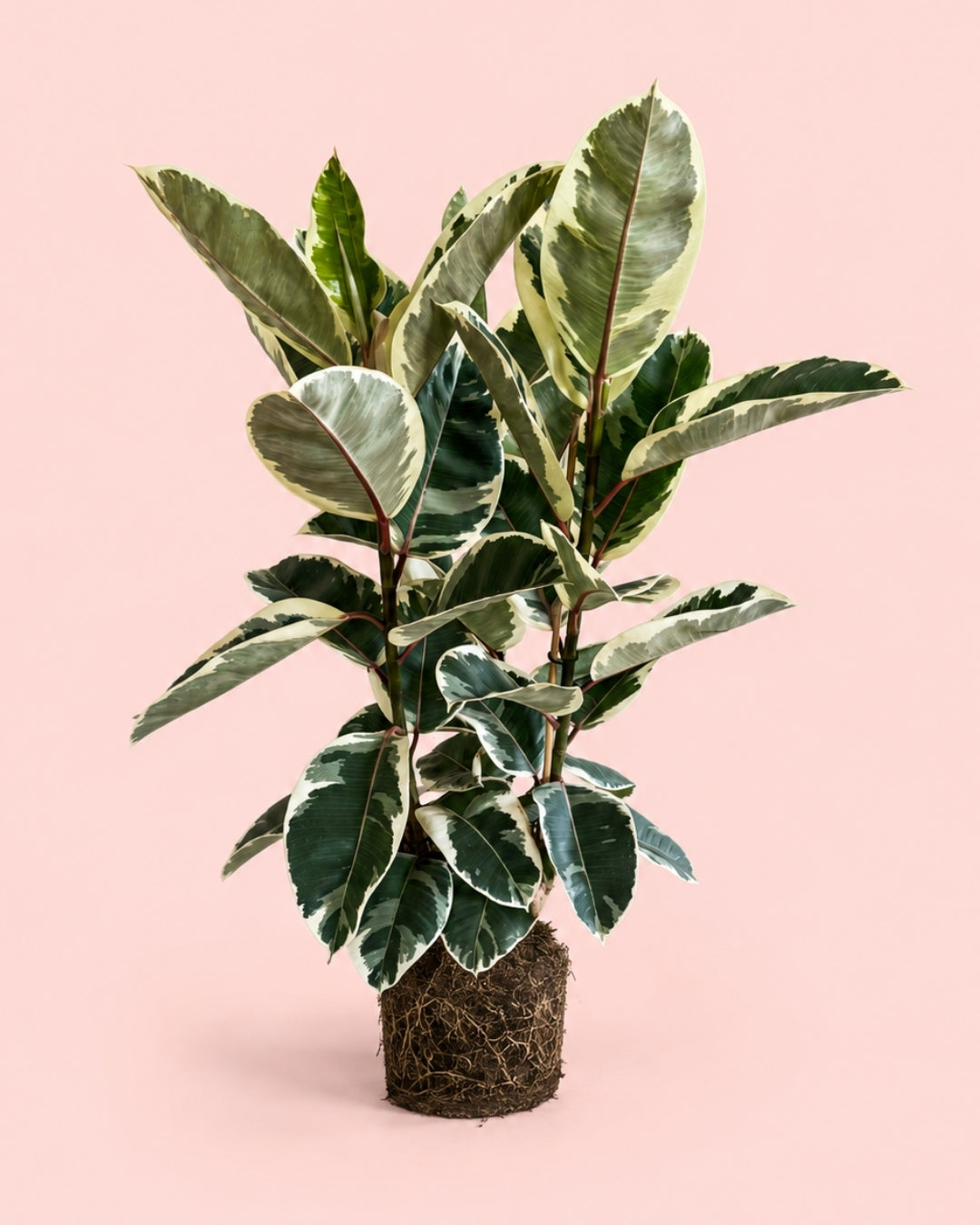 Ficus Elástica Tineke XL