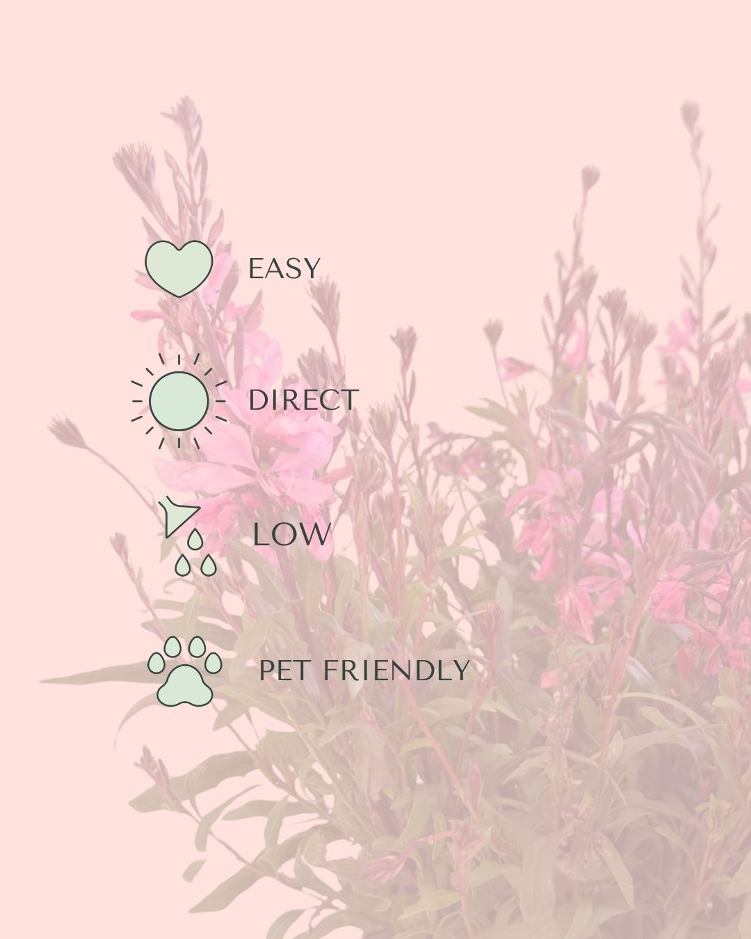 Gaura Rosa M