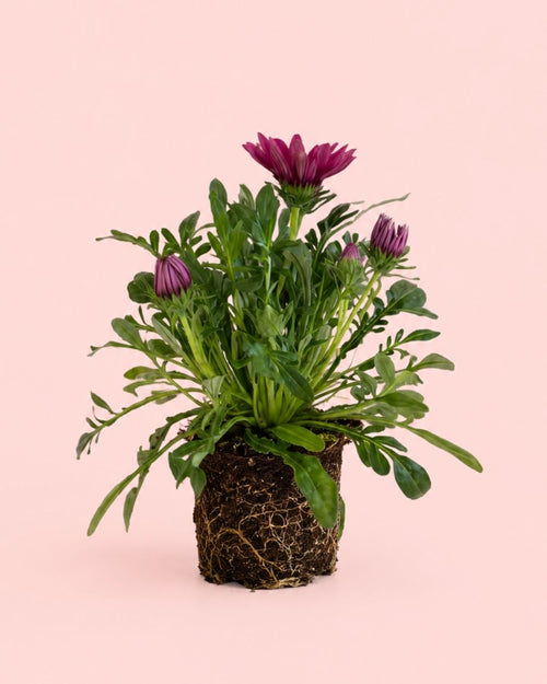 Gazania-2