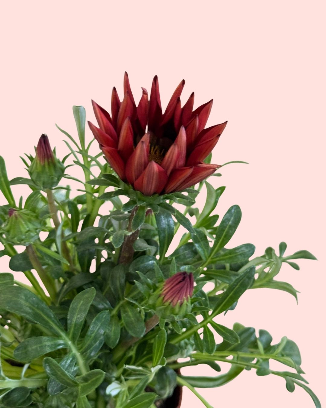 Gazanía - Flor do Tesouro Mix M
