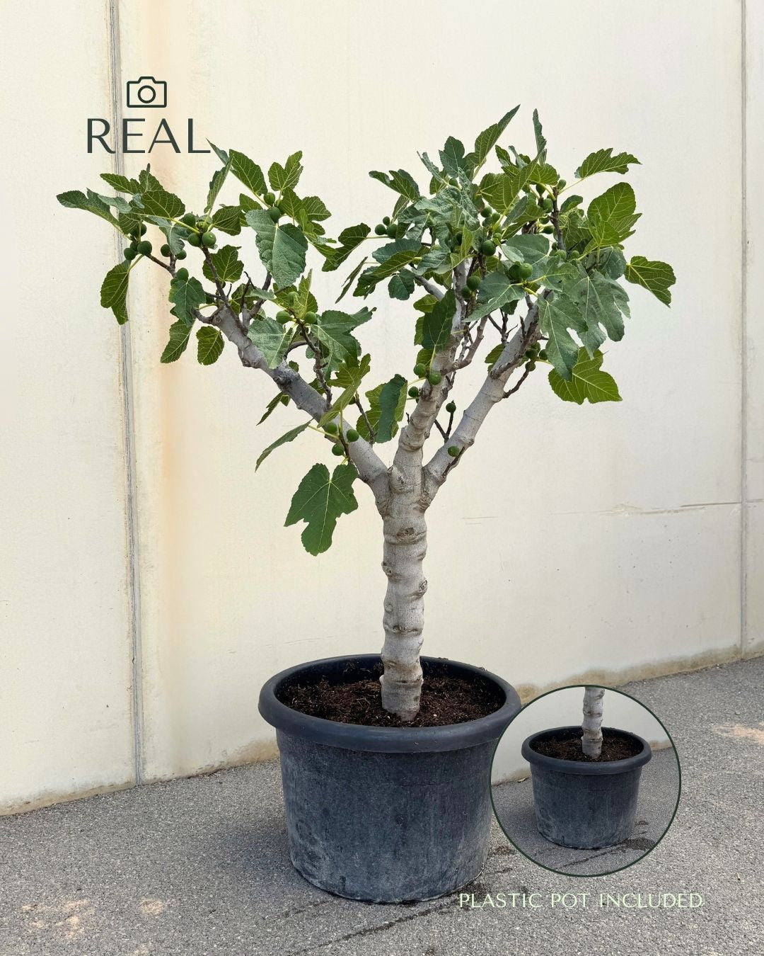 Higuera Árbol XXL real