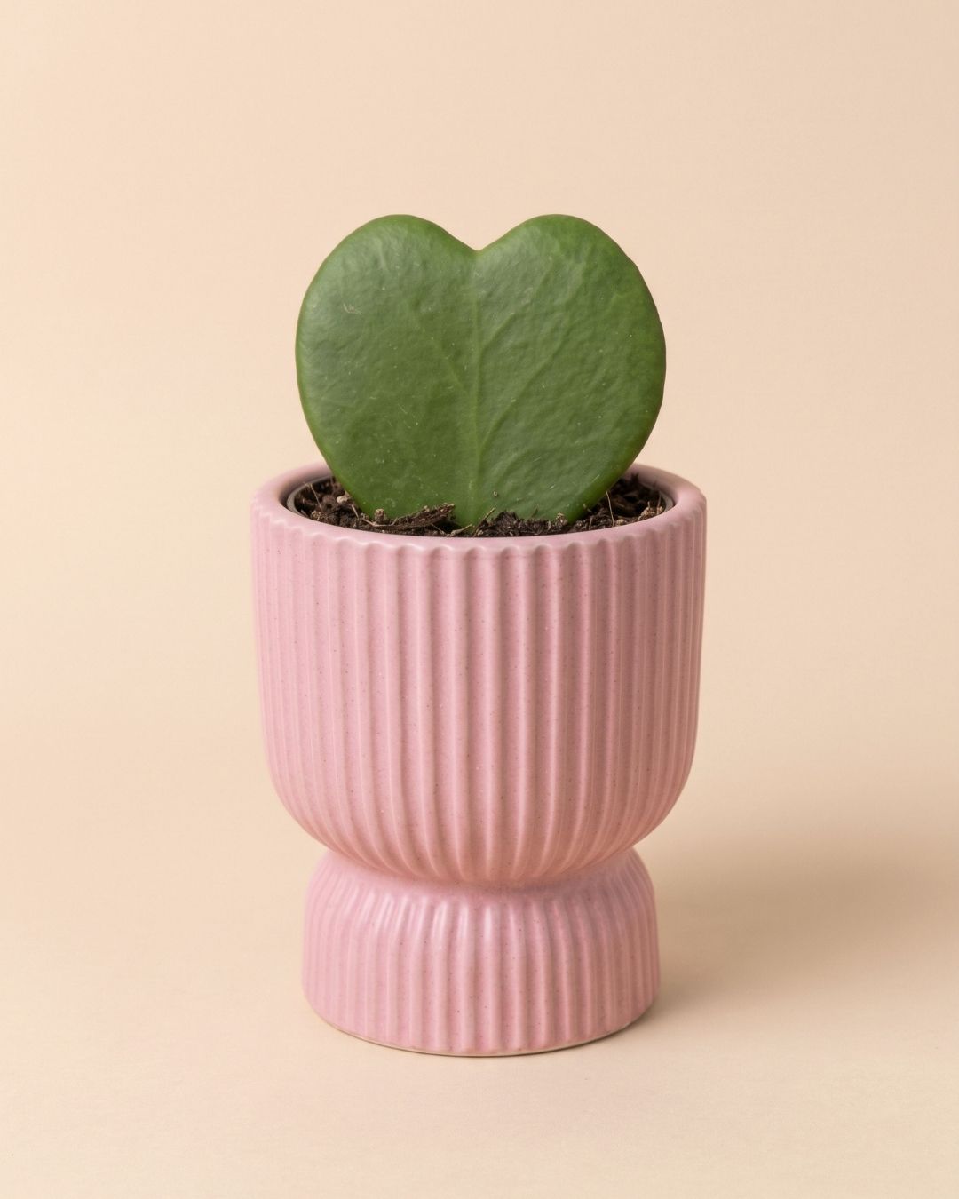 Jolie-_Mini_Maceta_Pink_6cm_planta