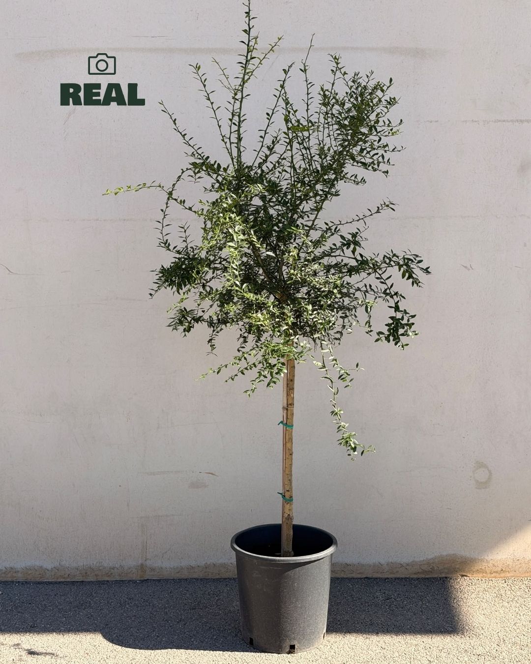 Foto real del Árbol Limonero Caviar XL