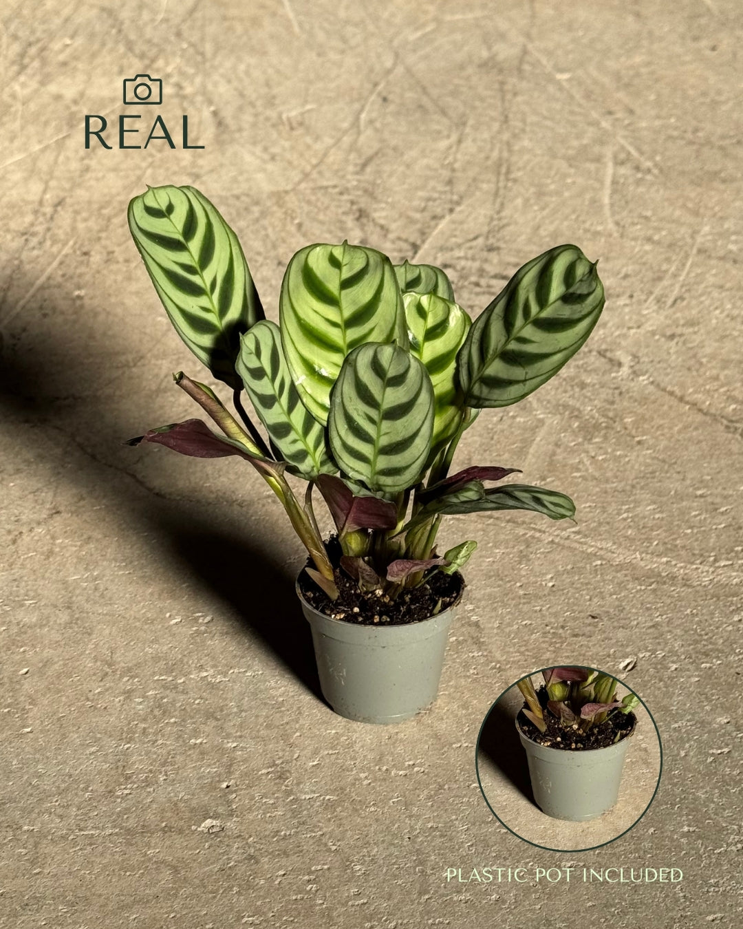 Maranta Amabilis Mini real