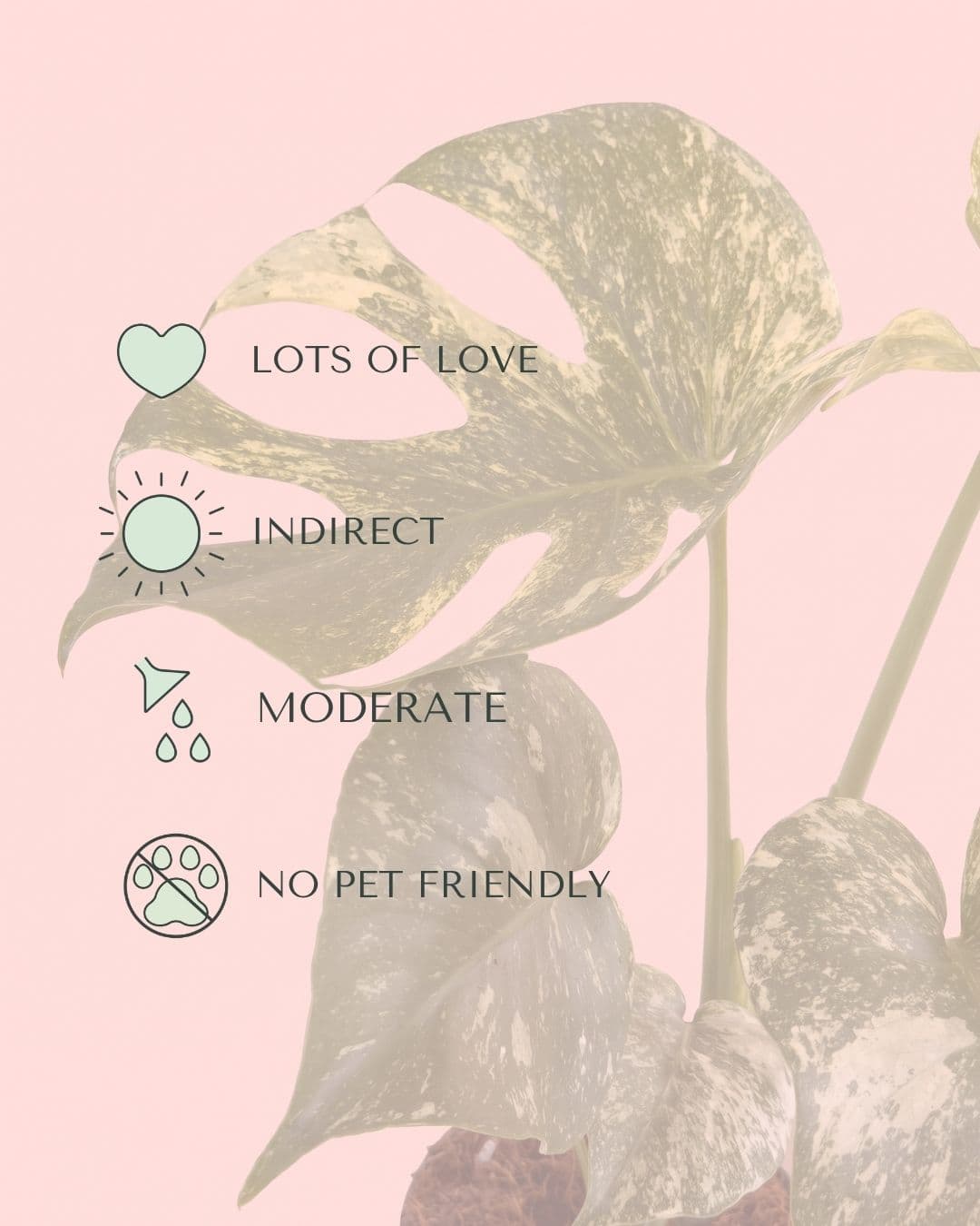 Cuidados de la Monstera Variegada Mint M: luz, riego y temperatura