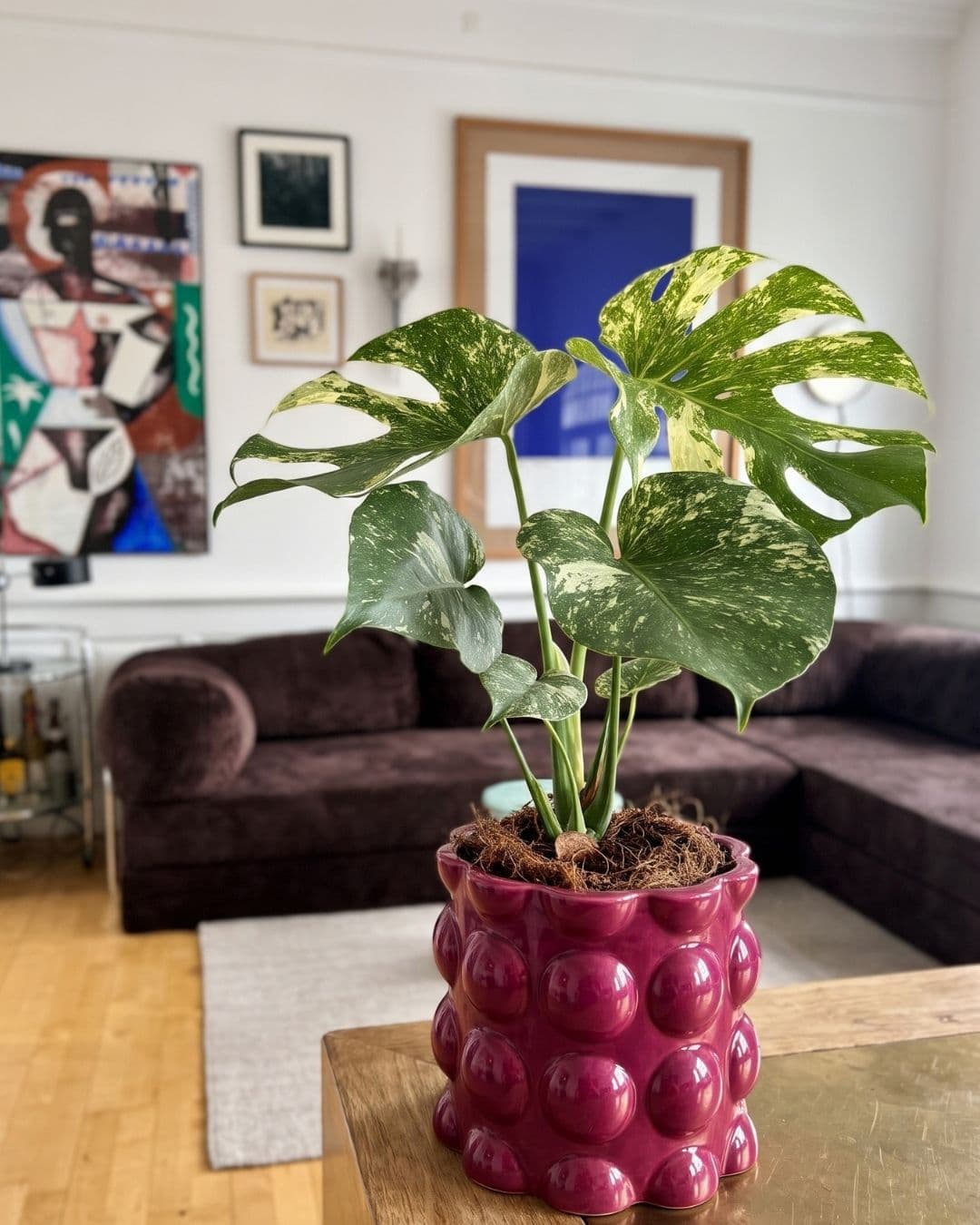 Monstera Variegada Mint M decorando un rincón del hogar