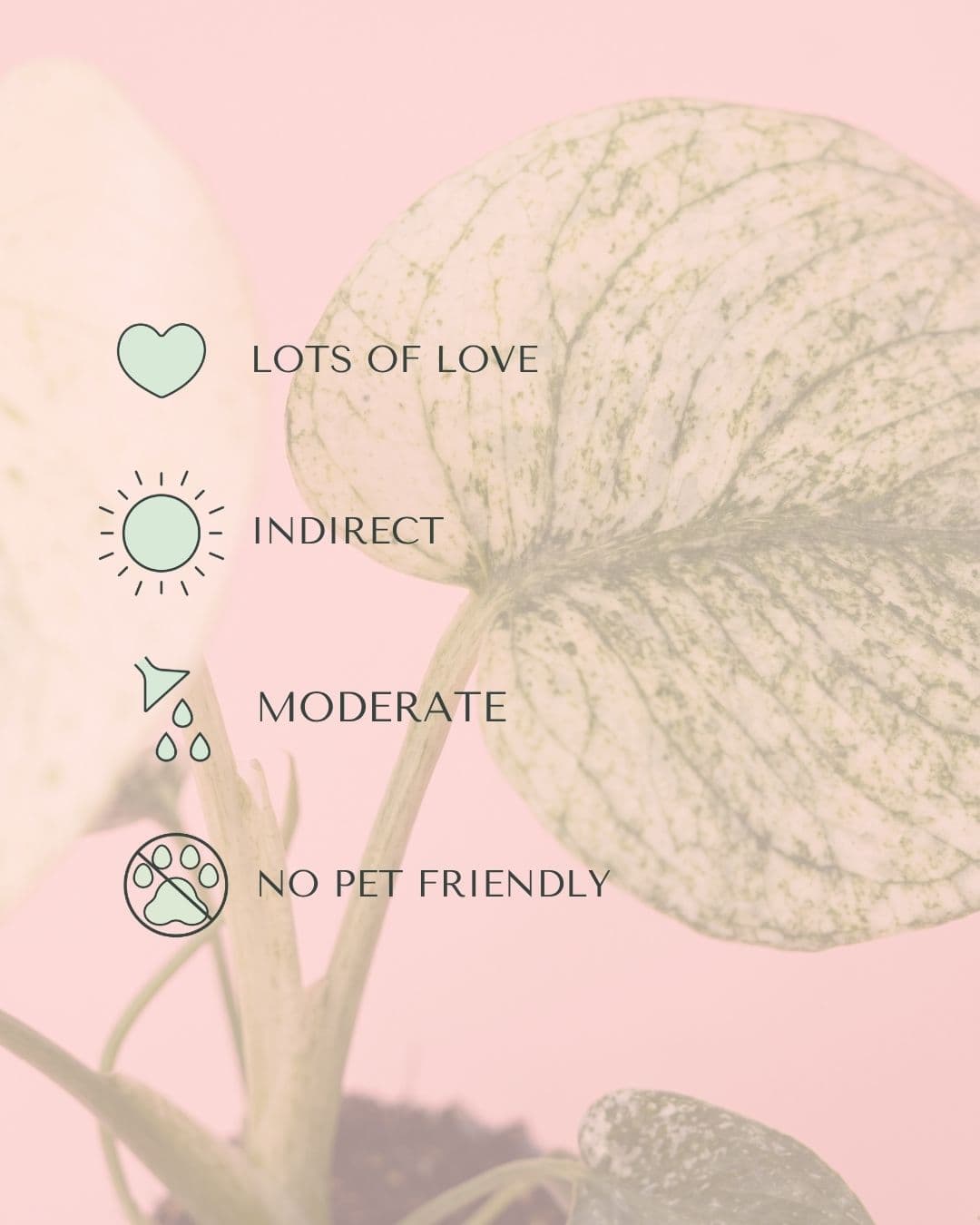 Cuidados de la Monstera Variegada Mint: luz, riego y temperatura