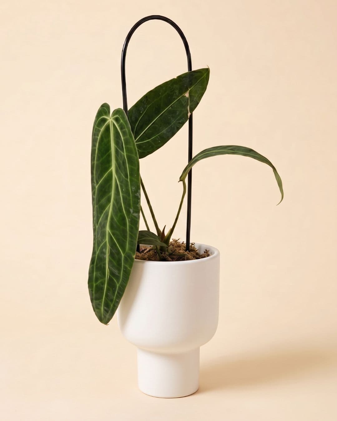 Maceta de cerámica Muse blanca con una planta