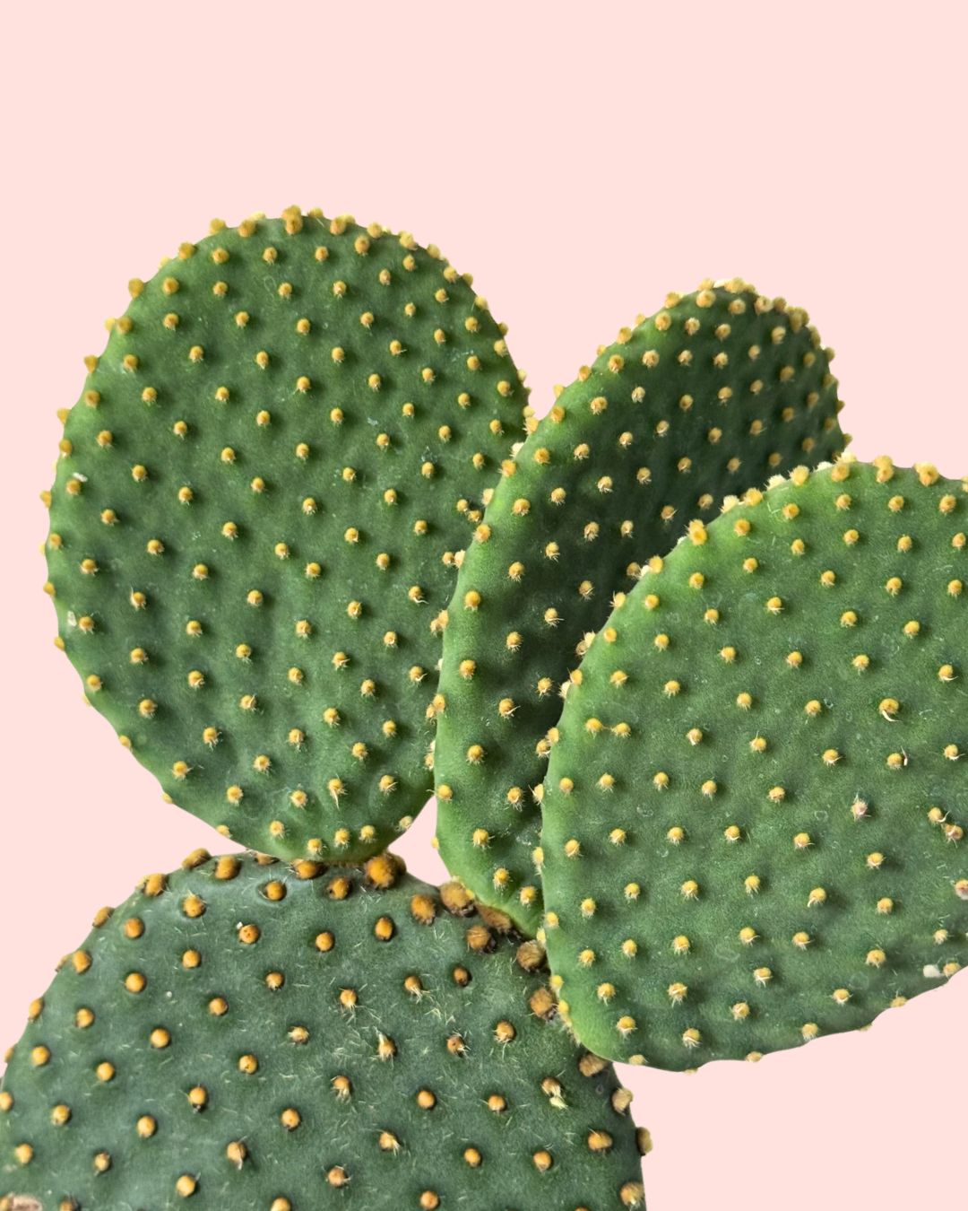 Opuntia Microdasys Amarela M
