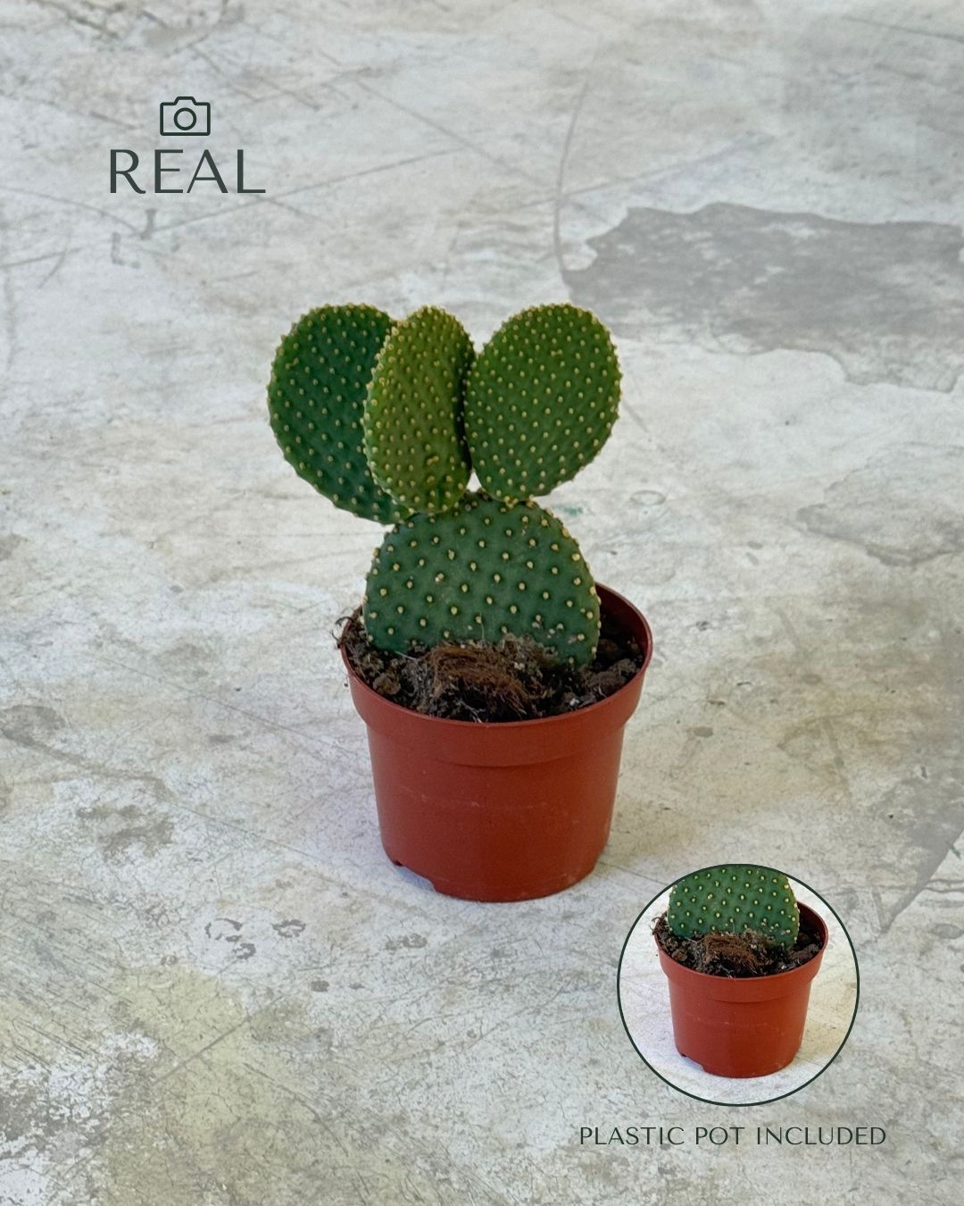Opuntia Microdasys Amarela M