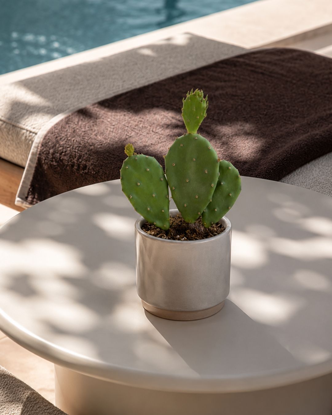 Opuntia_mini-ontext