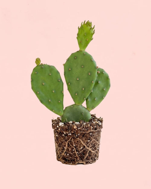 Cato Opuntia Humifusa Mini
