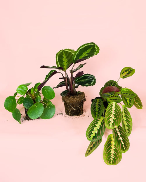 Pack-Plantas-Medianas-Pet-Friendly-2