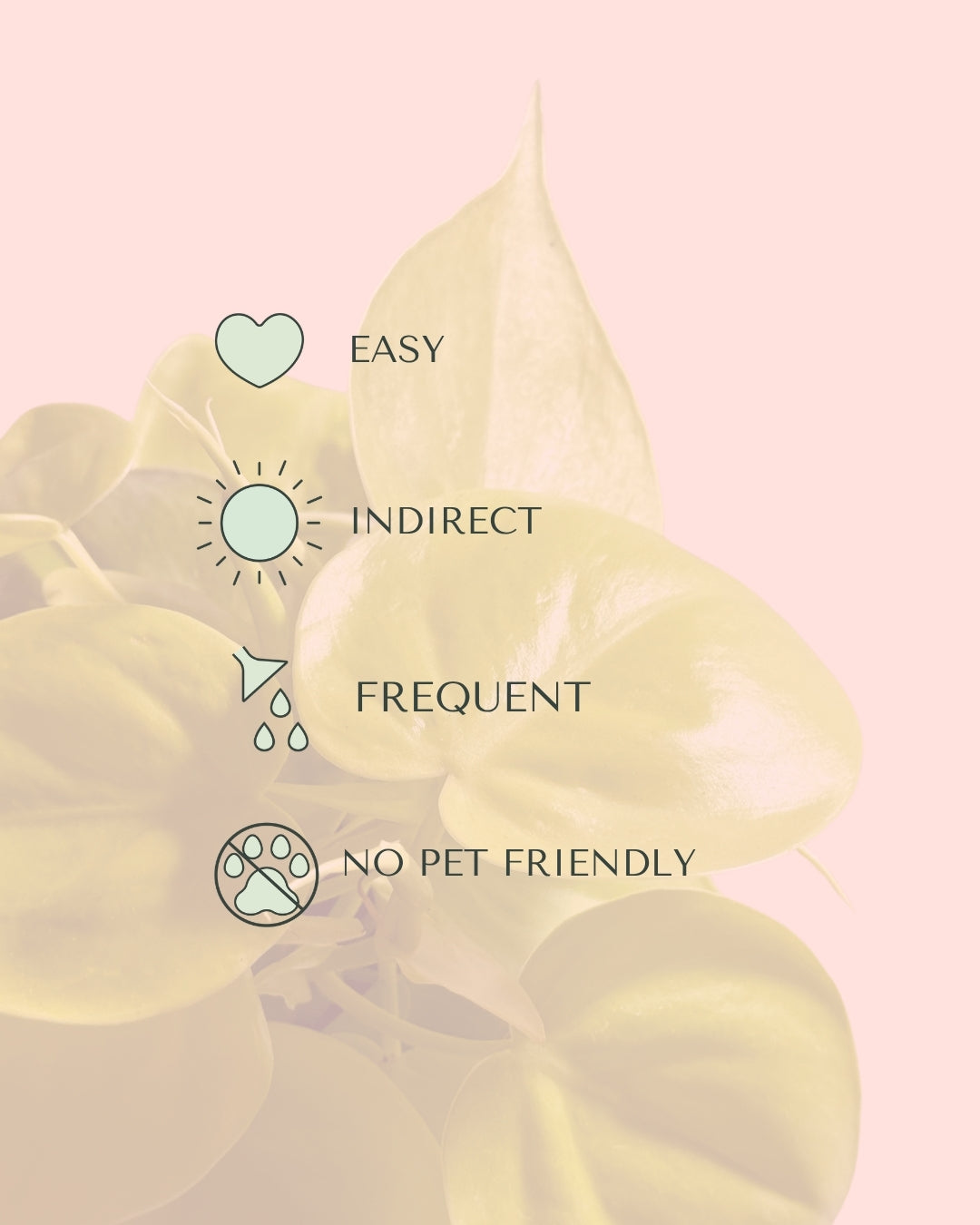 Philodendron Lime M care