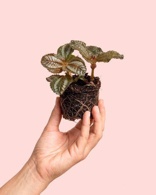 Pilea Spruceana Norfolk Plata Mini